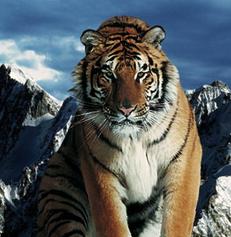 森林之王所指的生肖数字是什么？