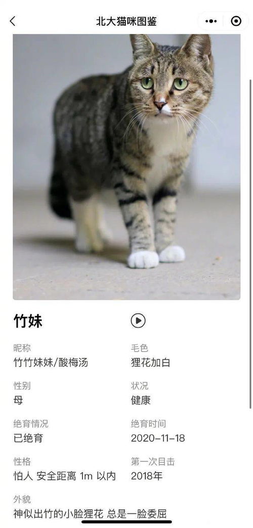有没有什么洋气的猫名字，可以让人眼前一亮呢？