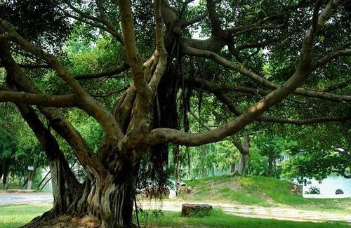 榕树在风水中的作用是吉是凶？它对家居环境有何影响？