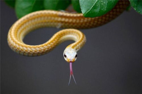 孩子梦见抓蛇是什么寓意，代表什么心理状态？