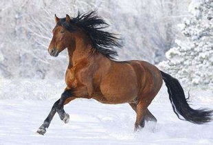 2026年属马的人六月感情运势如何，哪个月份感情最旺？