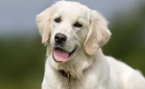 十二生肖男狗配女羊和男羊女狗的婚姻最终结局会是怎样的呢？