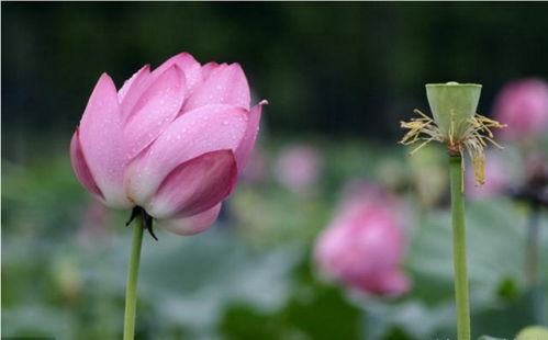 2023年，哪个星座桃花运大增，姻缘明朗，感情幸福和睦呢？