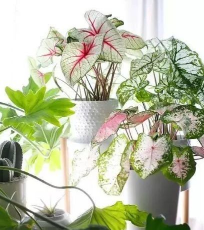 一、  植物物种属性与风水效能的较深度解析
