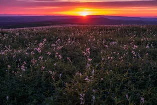 日落西山指的是哪个生肖的象征意义？