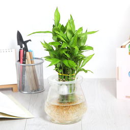 一、客厅植物风水摆放的要求：