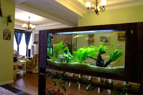 鱼缸大小的惊人真相