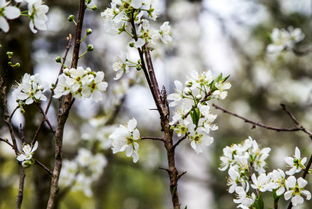 2017年阴历二月老黄历，二月份有哪些吉日宜忌？