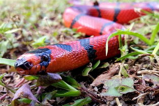 女人梦见红头蛇或小红蛇，预示着什么征兆？