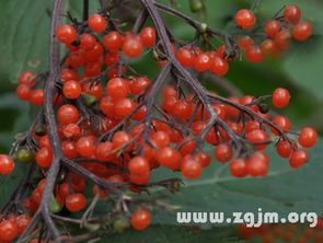 啊！梦到啃果子？这事儿可不简单！