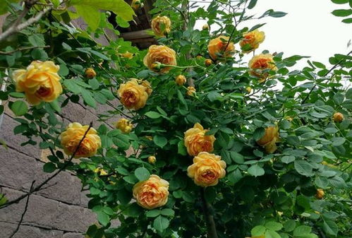 （2）根系侵蚀基底的潜在风险