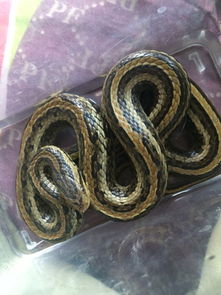 潜力无限还是昙花一现？