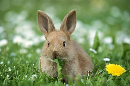 2026年属兔五行旺运穿搭，有哪些服饰搭配推荐？