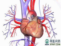 2. 小腹毛发与稳重性格的福运