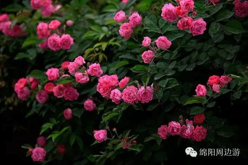 绵阳花花世界门票吐血大甩卖！不去绝对后悔到捶胸顿足！