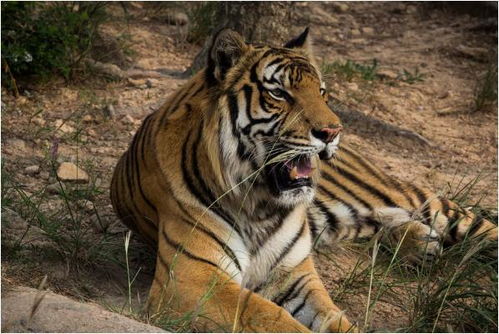 一、 研究背景及意义