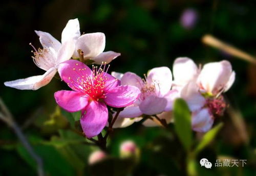 第一节 瓣端形态的视觉表征及其光泽效应