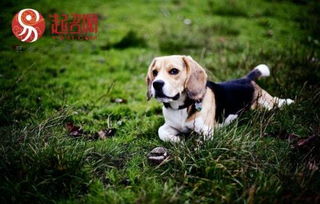 五、 寓意深远寄托美好愿望之精髓