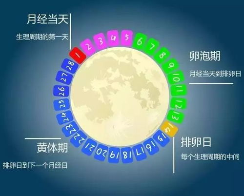哪些是卵泡期？