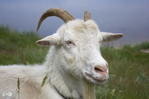 1979年属羊人2026年全年运势和2027年运势具体内容是什么？