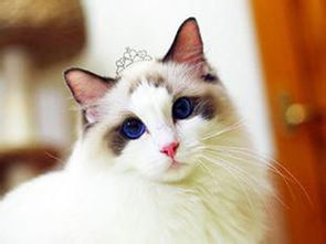 家里的宠物如何影响风水，需要调整风水吗？