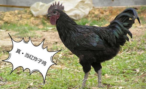 家里养黑色横纹鸡吉凶如何？