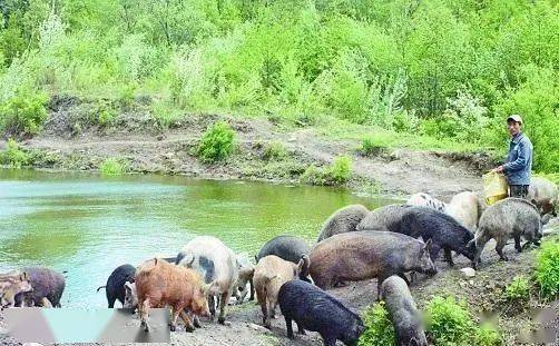 如何给养殖场起一个既独特又吸引人的名字？