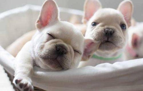 属鼠女性在哪个月份结婚，与属狗的伴侣搭配，哪个月份最为吉利？