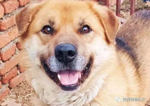 狗：灵敏嗅觉与辟邪卫士