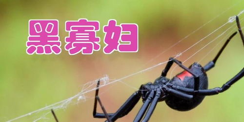 3.2 属兔者：反思与方向调整的契机