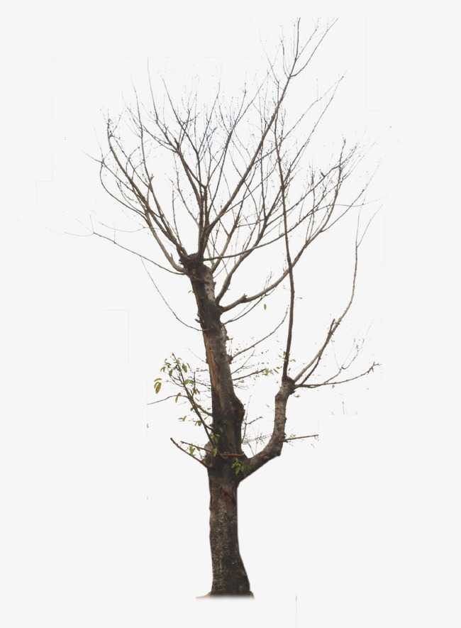 六、梦见枯树简直要命！