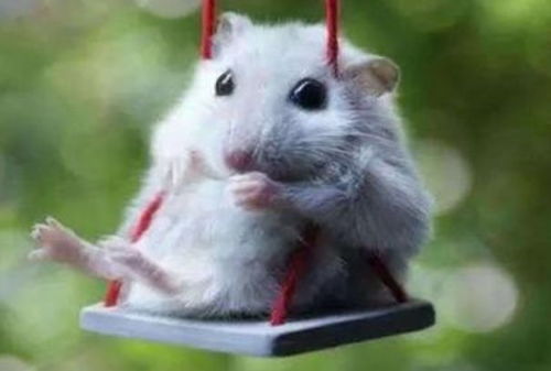 属鼠人2026年贵人是谁？属鼠人2026年贵人具体指什么？