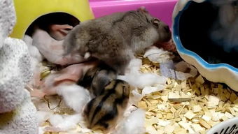 温柔小兔兔必看！