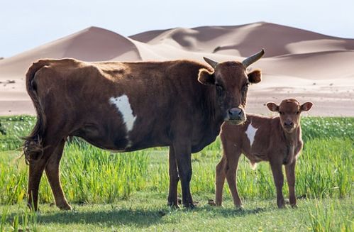 1973年属牛的人2026年和2027年运势分别如何？