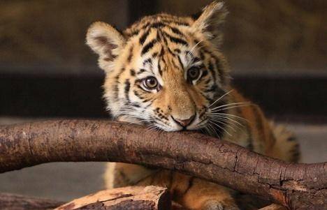 2026年1月属虎女本月开业吉日有哪些？