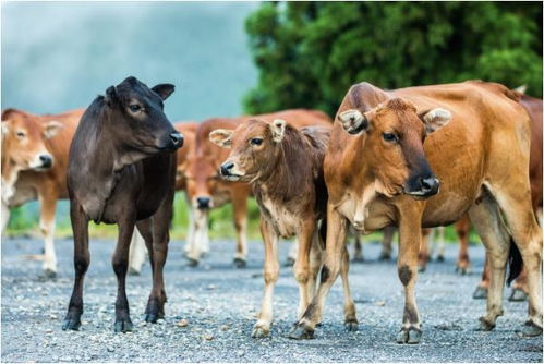 1973年属牛的人2026年和2027年运势分别如何？