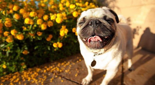 属狗人2026年五大预言具体内容是什么？属狗人的2026展望有哪些细节？