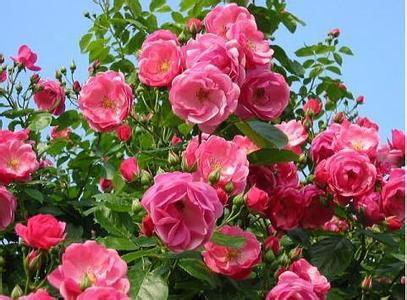 月季花就是个戏精