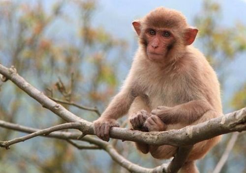 男人属兔女人属猴的婚姻是否幸福，兔女和猴男结合会怎样？