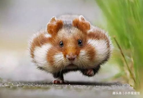 属鼠人的永久吉利数字是多少？这是他们的幸运数字吗？