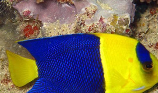 吉祥寓意的象征：传统文化中的美好寄托