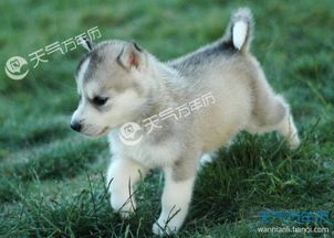 2026年出生的属狗宝宝，用阳扬作为名字合适吗？能否用佳字为属狗宝宝取名？