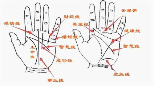 ：指甲作为脏腑气血之外荣的命理学阐释