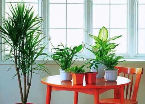 三、 植物种类选择的符号象征意义及其对环境气场的调节作用