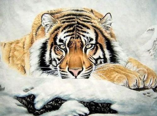 2026年属虎的人今年犯太岁吗？2028年属虎的人会犯什么太岁？