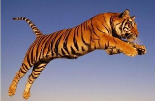 风水柱虎虎开口煞图片如何化解？