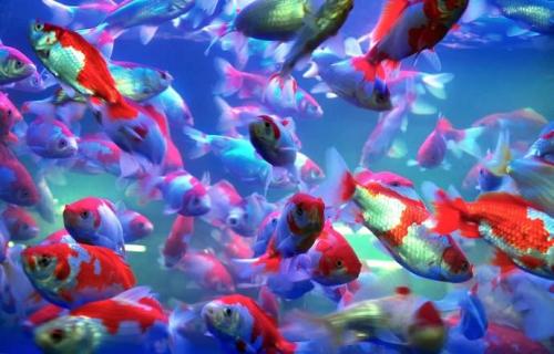 二、  养鱼单数的风水意义：多维度的解读与实践应用