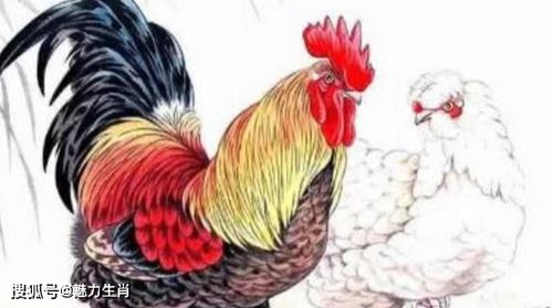 属鸡女性有才华、性格如何、命好不好、花心吗，这些特质具体表现是什么？