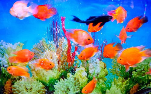 鱼缸除了养鱼还能养什么植物或动物以招财，养几条金鱼最有利于招财呢？