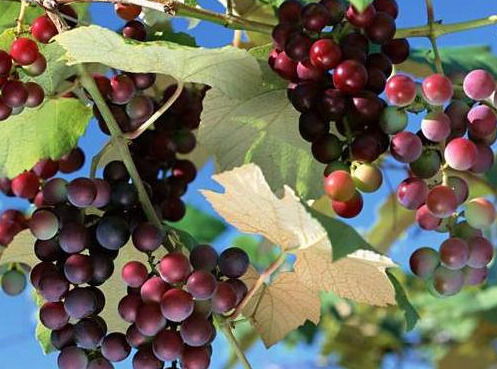 葡萄大丰收？想得美！